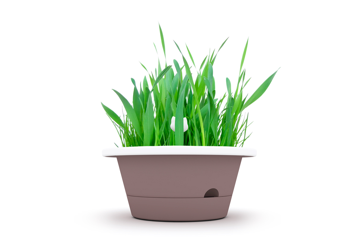 Evergreen vaso con erba gatta
