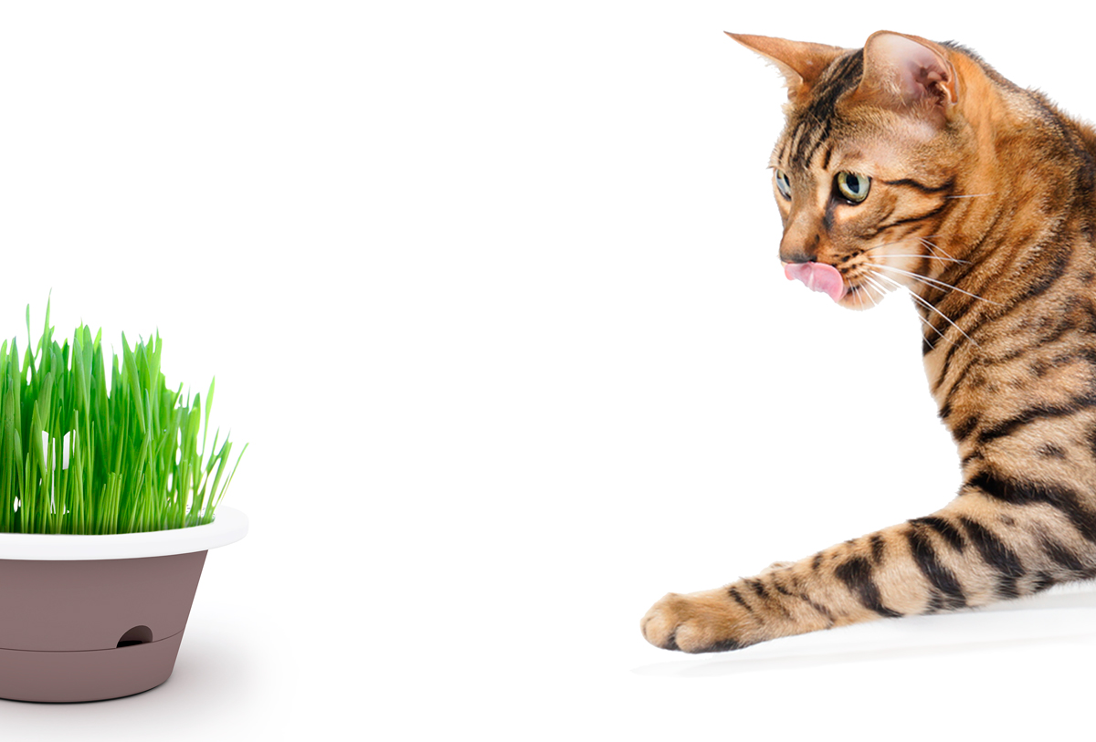 Evergreen vaso con erba e gatto