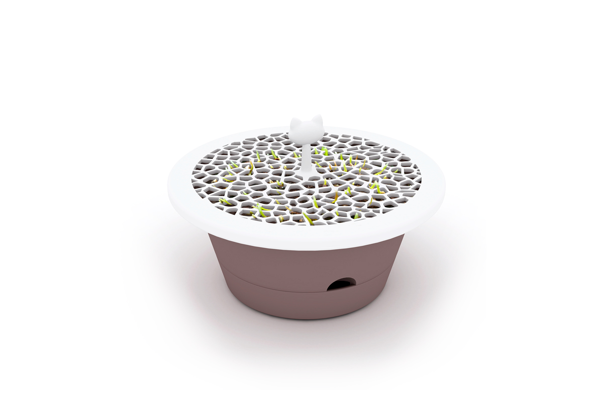 Evergreen vaso con erba gatta